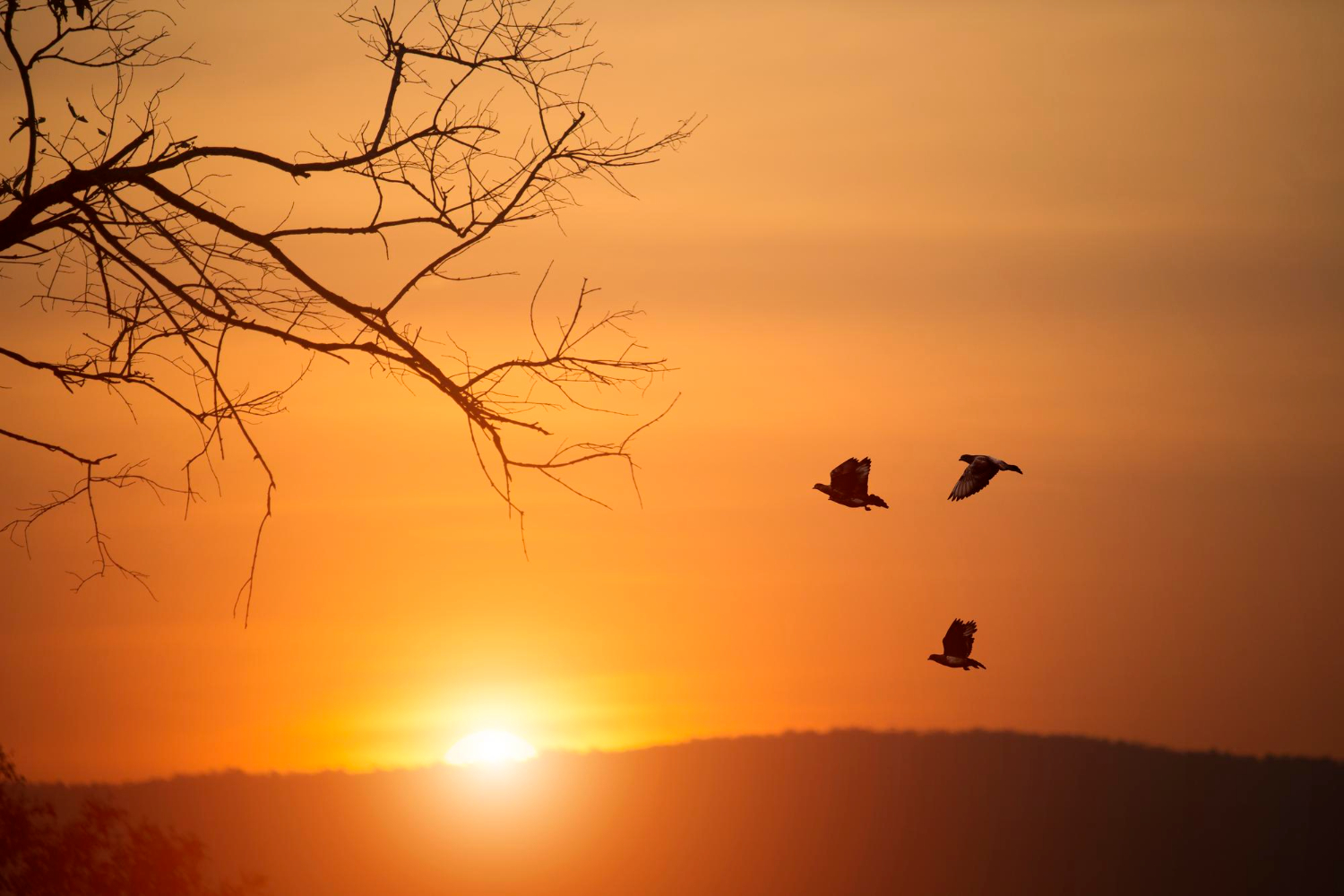Puesta de Sol con pajaros volando
